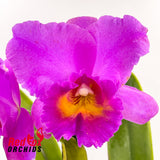 Laeliocattleya Adolph Hecker 'Val' X Blc. Burdekin Delight 'Dreamtime'