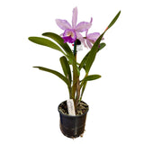 Brassolaeliocattleya Marg Putman (4n) X Blc. Topaz Georgie Girl