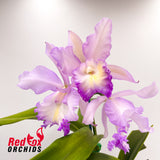 Brassolaeliocattleya Marg Putman (4n) X Blc. Brunswick Gem 'Coral'