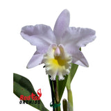 Brassolaeliocattleya Topaz Georgie Girl X Lc. Mari's Song