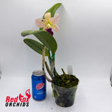 Brassolaeliocattleya Topaz Cauloso X Pot. Little Magician
