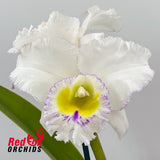 Brassolaeliocattleya Burdekin Beauty 'Mary' OK semi-alba X Blc. Burdekin News