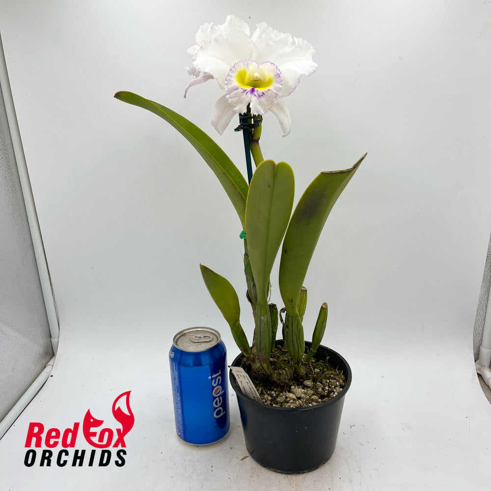 Brassolaeliocattleya Burdekin Beauty 'Mary' OK semi-alba X Blc. Burdekin News