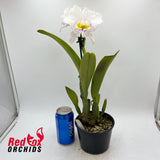 Brassolaeliocattleya Burdekin Beauty 'Mary' OK semi-alba X Blc. Burdekin News