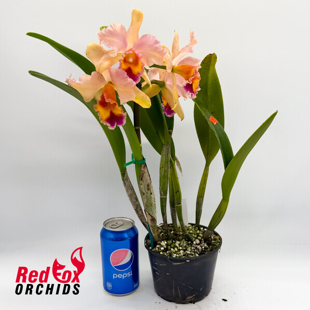 Brassolaeliocattleya Topaz Love 'Soft Splash' X Blc. George King 'Southern Cross'