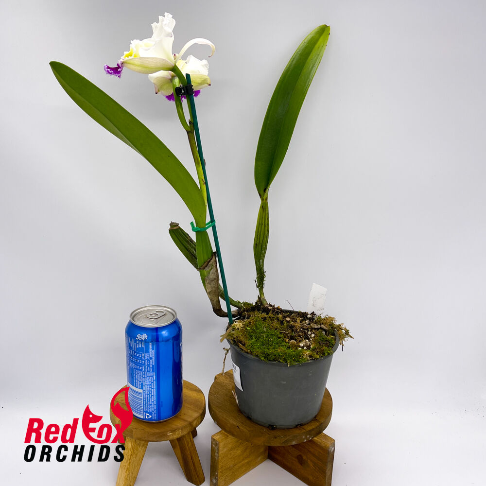 Laeliocattleya Stephen Oliver Fouraker X Blc. Burdekin News 'Super Semi-Alba'