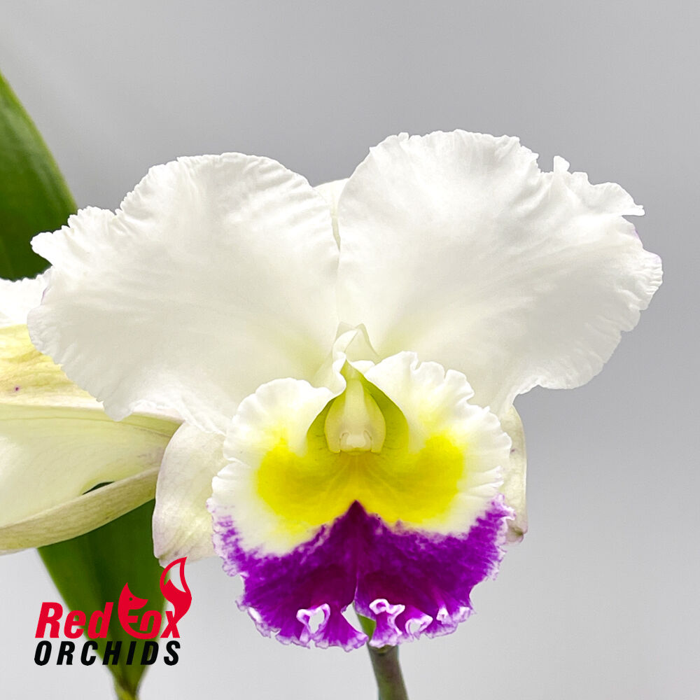 Laeliocattleya Stephen Oliver Fouraker X Blc. Burdekin News 'Super Semi-Alba'