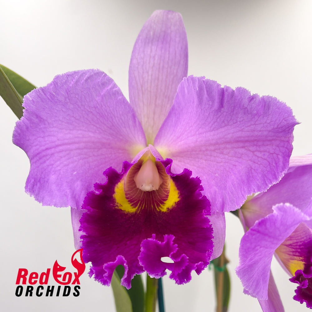 Brassolaeliocattleya Topaz Dancer 'Coral' X Blc. Good News 'Burdekin'