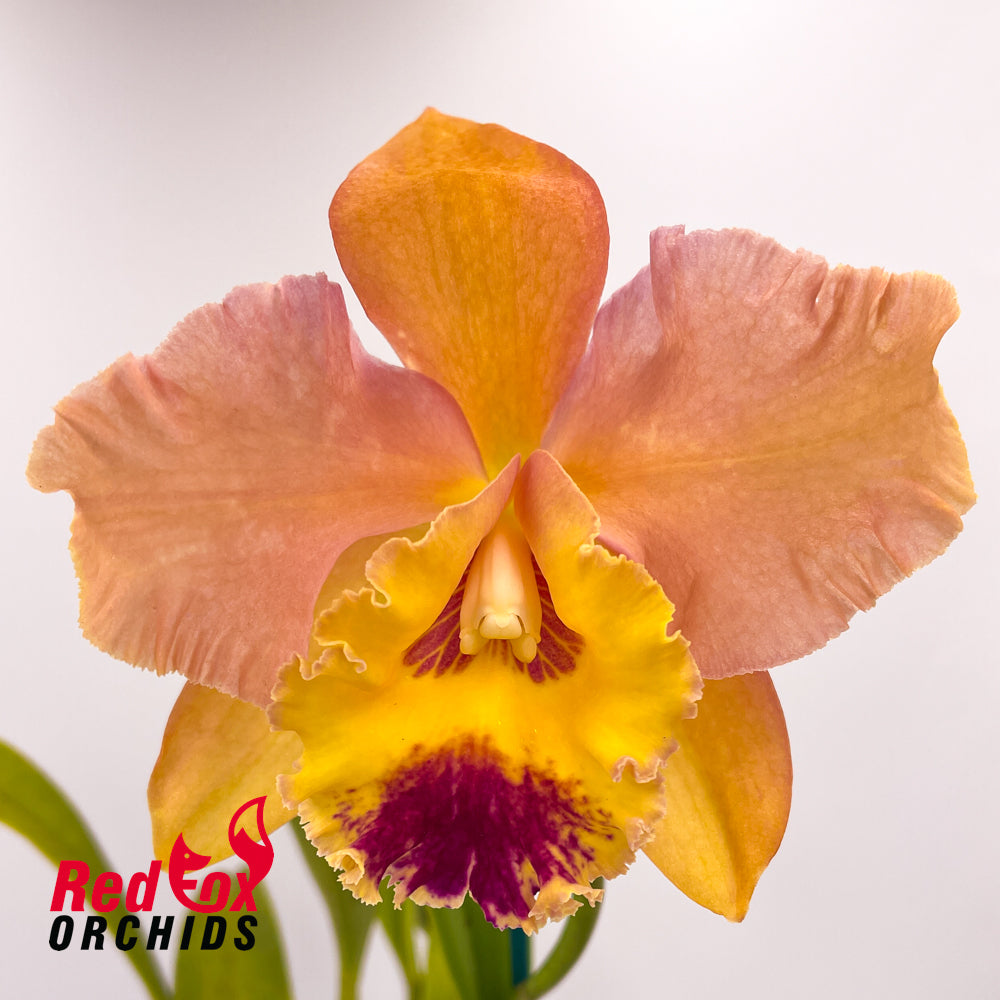 Brassolaeliocattleya Topaz Love X Blc. Swan's Sundance