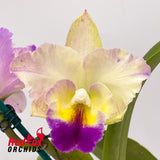 Laeliocattleya Mari's Song X Blc. (Scarlet Imp X California Girl)