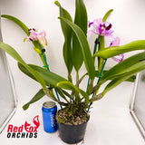 Cattleya Mari's Song x Rhyncholaeliocattleya Deception Peak