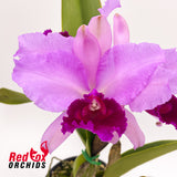 Brassolaeliocattleya (Mount Isa x Glenn Maidment) x Cattleya labiata var. rubra