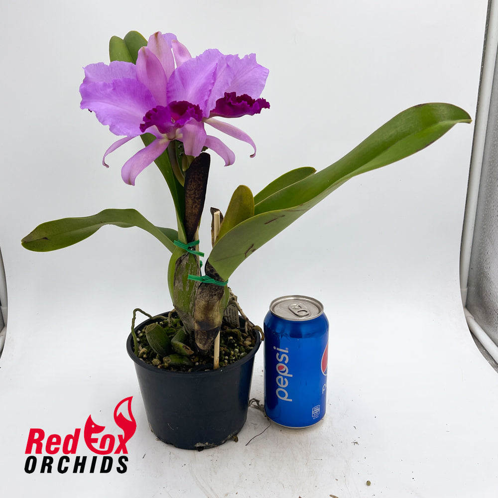 Brassolaeliocattleya (Mount Isa x Glenn Maidment) x Cattleya labiata var. rubra