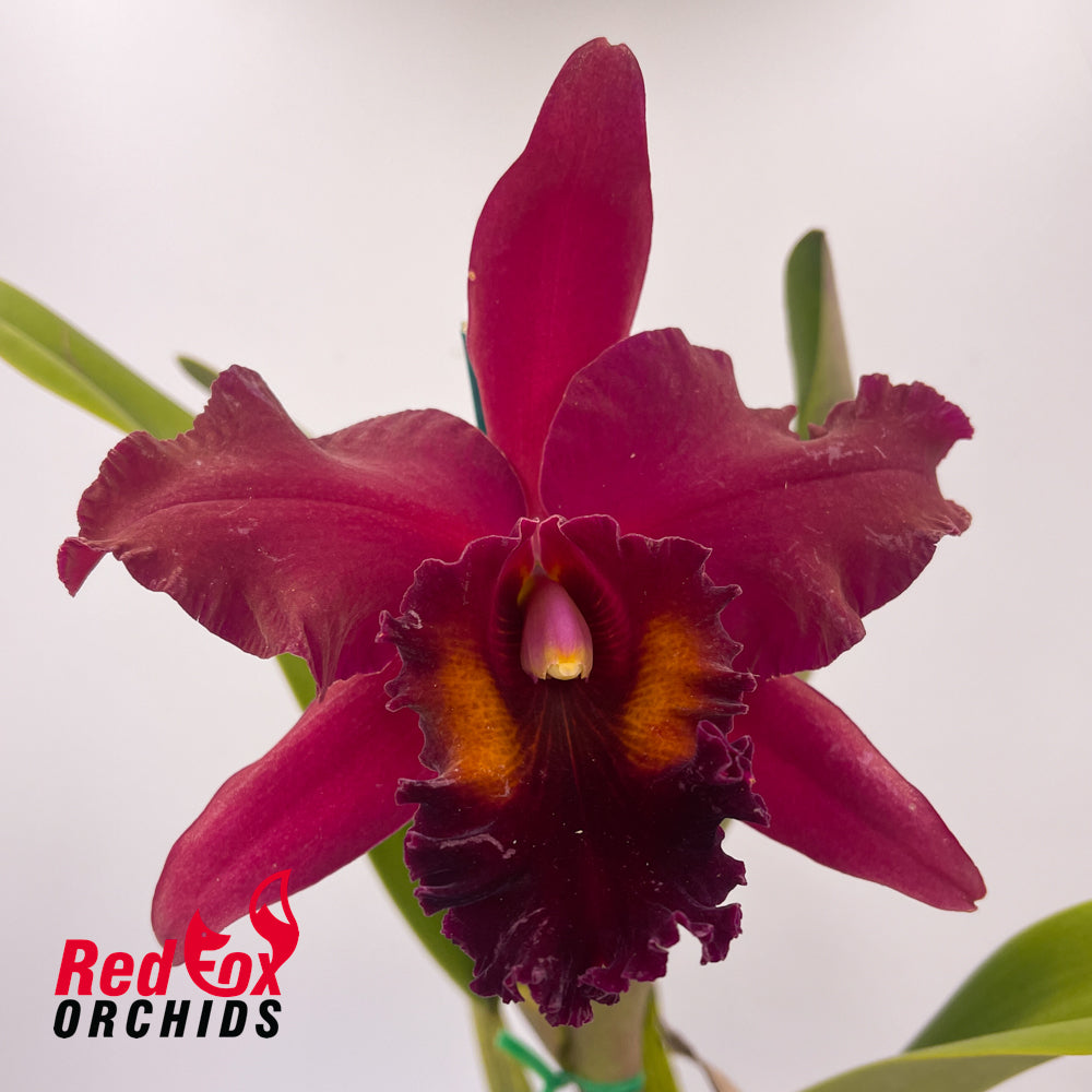 Potinara Sebastian Scalia 'Sicily' x Brassolaeliocattleya Oconee 'Mendenhall'