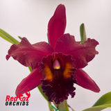 Potinara Sebastian Scalia 'Sicily' x Brassolaeliocattleya Oconee 'Mendenhall'