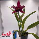 Potinara Sebastian Scalia 'Sicily' x Brassolaeliocattleya Oconee 'Mendenhall'