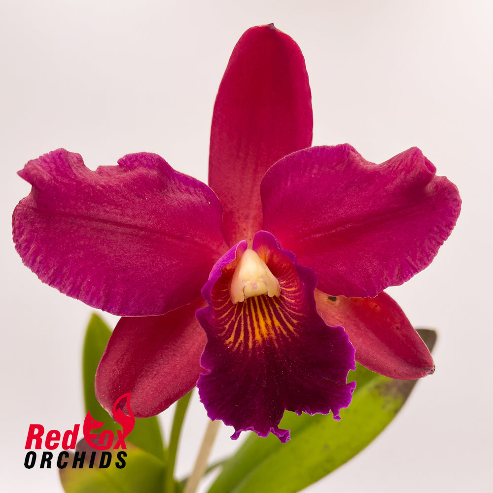Sophrolaeliocattleya Jungle Hotspot x Potinara Sebastian Scalia 'Ruby'