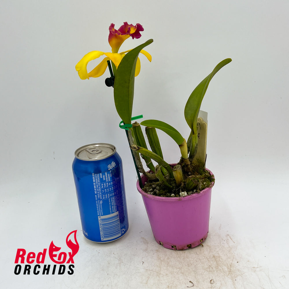 Brassolaeliocattleya (Angel Love X Love Sound) X Blc. Chunyeah 'Taiwan Queen'