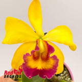 Brassolaeliocattleya (Angel Love X Love Sound) X Blc. Chunyeah 'Taiwan Queen'