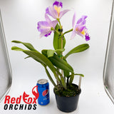 Brassolaeliocattleya Aussie Flare T'nt
