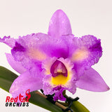 Brassolaeliocattleya Aussie Flare T'nt