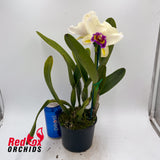 Brassolaeliocattleya Topaz Impact x Burdekin News