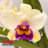 Brassolaeliocattleya Topaz Impact x Burdekin News