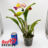 Rhyncholaeliocattleya Tsutung Beauty 'C.S.' x Rhyncholaeliocattleya Chunyeah 'Taiwan Queen'