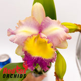 Rhyncholaeliocattleya Tsutung Beauty 'C.S.' x Rhyncholaeliocattleya Chunyeah 'Taiwan Queen'