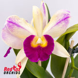 Brassolaeliocattleya Tzeng-Wen Queen 'Orange Red Splash' X Lc. Supersonic 'Striking Lip'
