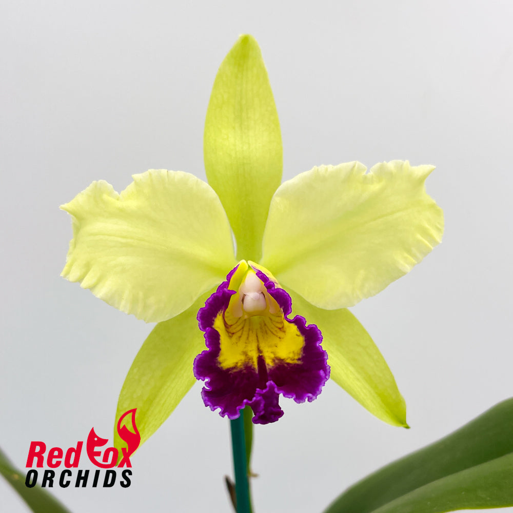 Brassolaeliocattleya Tzeng-Wen Dragon 'Orange Red Splash' X Blc. Burdekin Springtime 'Dark Lip'