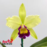 Brassolaeliocattleya Tzeng-Wen Dragon 'Orange Red Splash' X Blc. Burdekin Springtime 'Dark Lip'