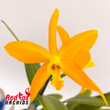 Brassolaeliocattleya Druinn's Martin X Blc. Memoria Gordon Vallance 'Snowdrift'