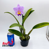 Laeliocattleya (Prophesy X C. walkeriana) X Sc. Dal's Choice 'Rudak'