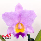 Laeliocattleya (Prophesy X C. walkeriana) X Sc. Dal's Choice 'Rudak'