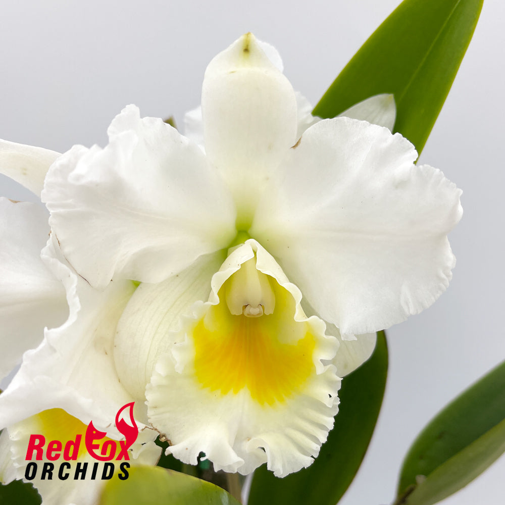 Cattleya Hawaiian Snow Candy X Blc. Memoria Gordon Vallance 'Snowdrift'