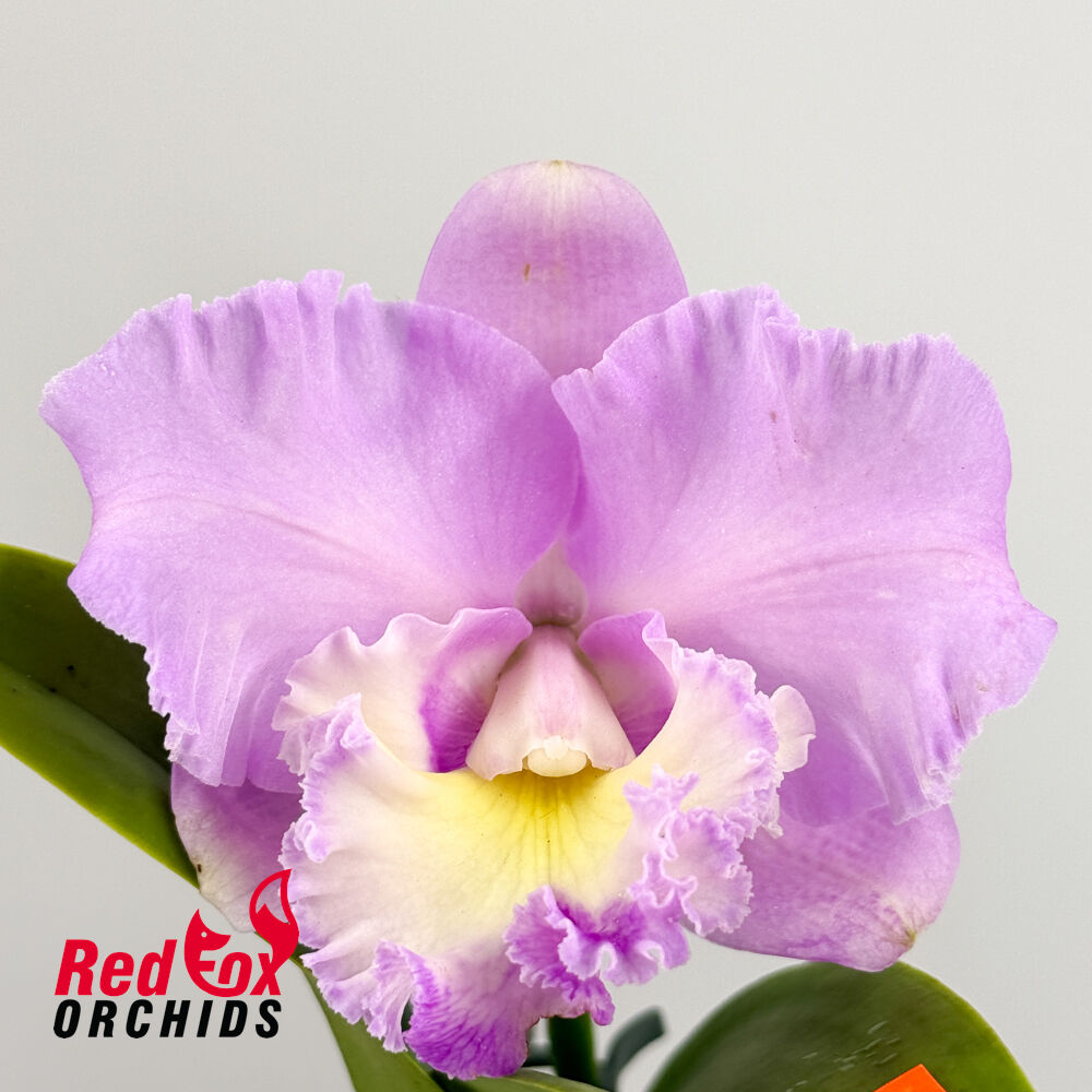 Cattleya Walkerinter 'Splashtastic' X Blc. Margaret Goldston 'Caramel'