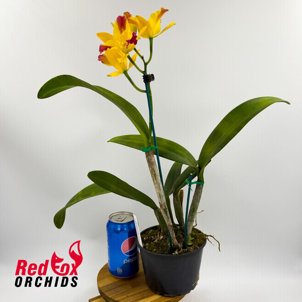 Brassolaeliocattleya Tzeng-Wen Queen 'Orange Red Splash' X Sc. Dal's Tradition 'Scherrie'