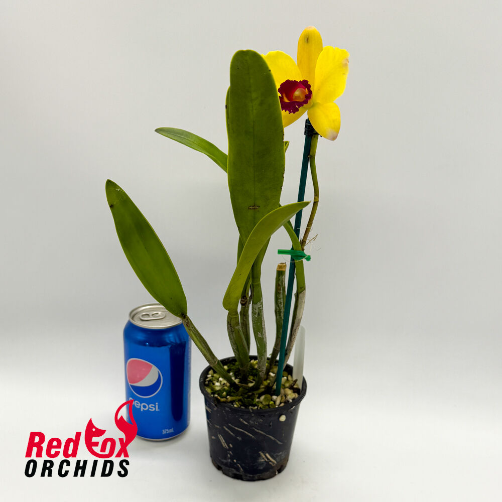 Brassolaeliocattleya Topaz Cauloso 'Full Clear Yellow' X Blc. Chunyeah 'Taiwan Queen'