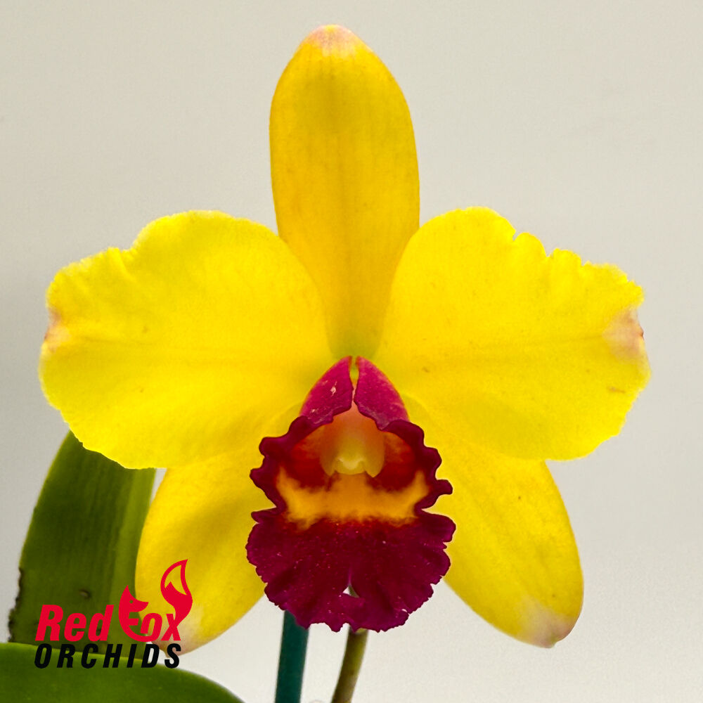 Brassolaeliocattleya Topaz Cauloso 'Full Clear Yellow' X Blc. Chunyeah 'Taiwan Queen'
