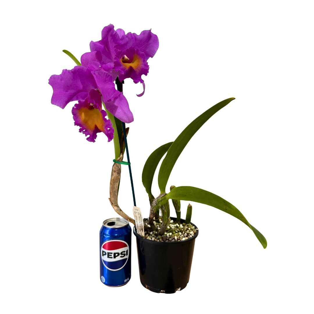 Potinara Hsinying Pink Doll 'Hsinying' x Brassolaeliocattleya Caricia en Paraiso