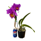 Potinara Hsinying Pink Doll 'Hsinying' x Brassolaeliocattleya Caricia en Paraiso