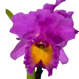 Potinara Hsinying Pink Doll 'Hsinying' x Brassolaeliocattleya Caricia en Paraiso