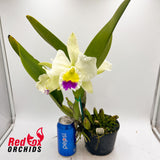 Brassolaeliocattleya Topaz Impact x Burdekin Pearl 'Rachel'