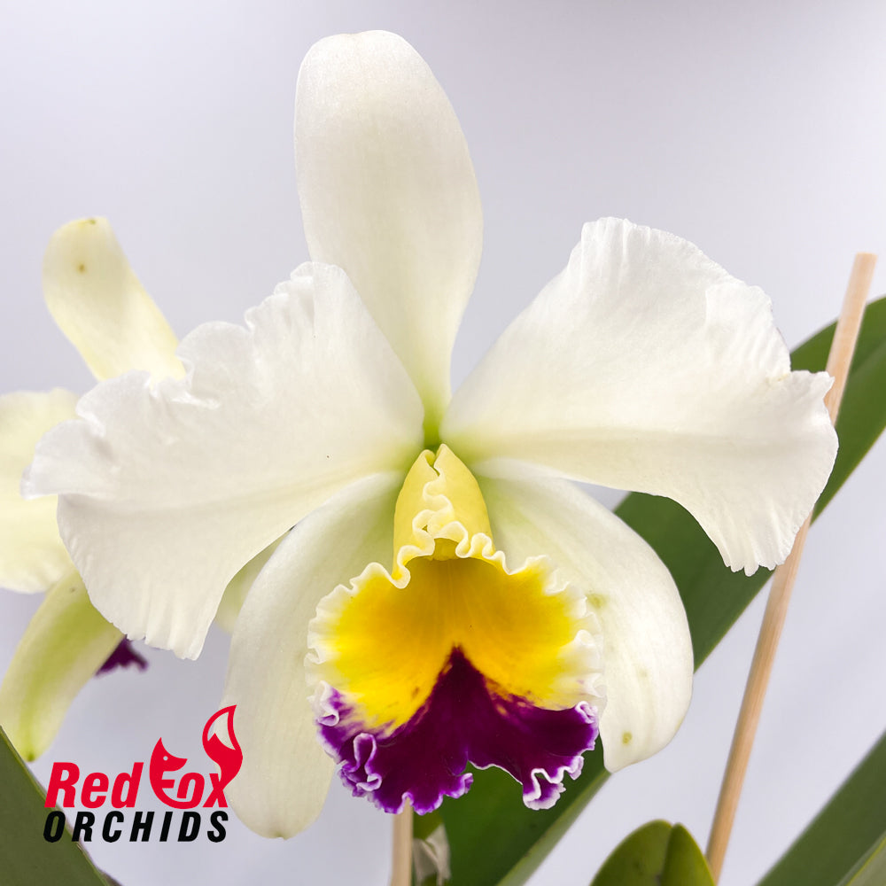 Brassolaeliocattleya Topaz Impact 'V. Good Light Yellow' X Burdekin Bells 'Lynette' (Semi Alba)
