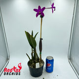 Cattleya Topaz Acclaim 'BFTD'