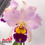 Brassolaeliocattleya Topaz Impact 'Tall Yellow' x Topaz Dancer 'Coral'