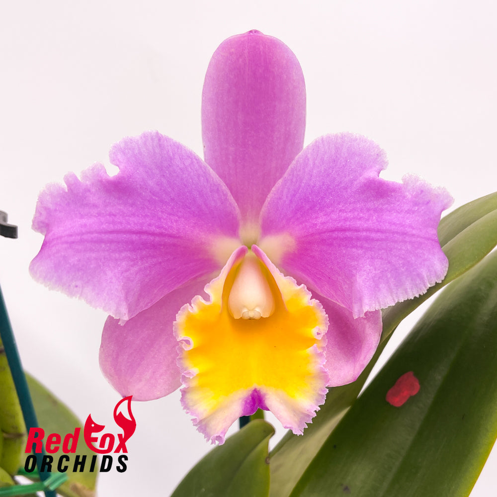 Brassolaeliocattleya Topaz Joy 'Daffodil' X Lc. Suksan's Fancy