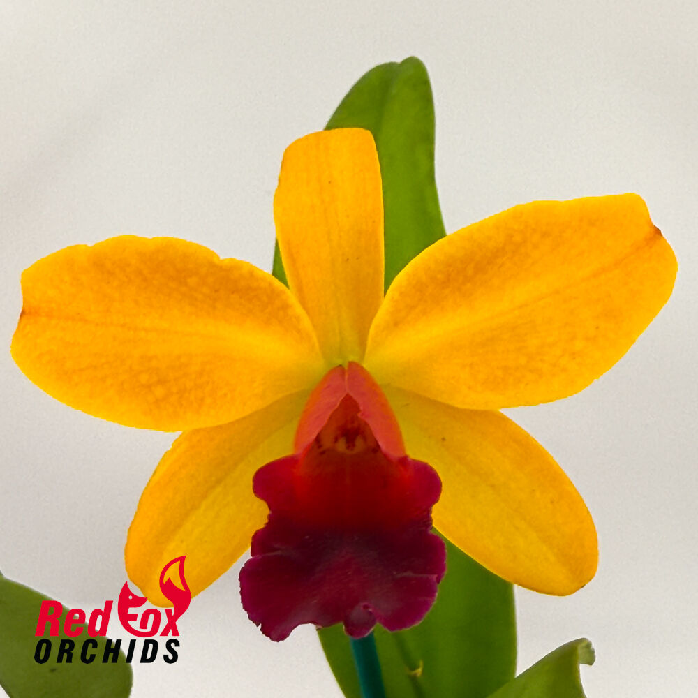 Laeliocattleya Susan Holcombe X Blc. (Toshie Aoki X Susan Holcombe)