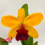 Laeliocattleya Susan Holcombe X Blc. (Toshie Aoki X Susan Holcombe)